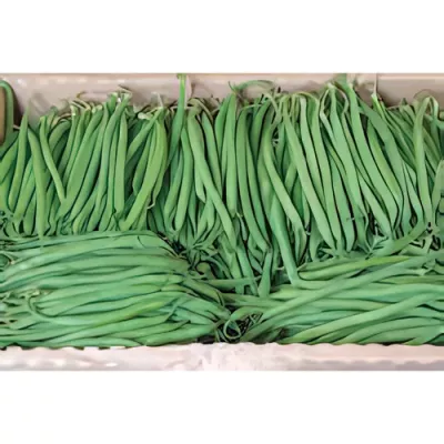 Extra-fine green beans (Phaseolus vulgaris)
