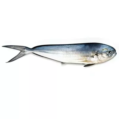 Mahi-mahi (Dolphinfish)