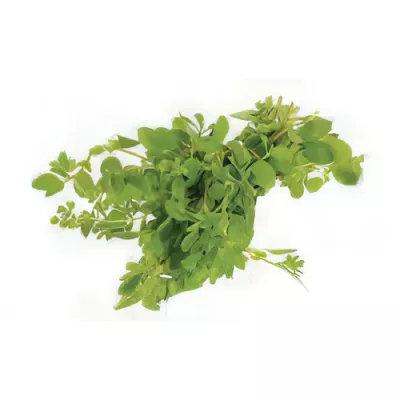 Marjoram (Origanum majorana)