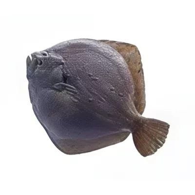 Turbot