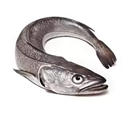 Hake