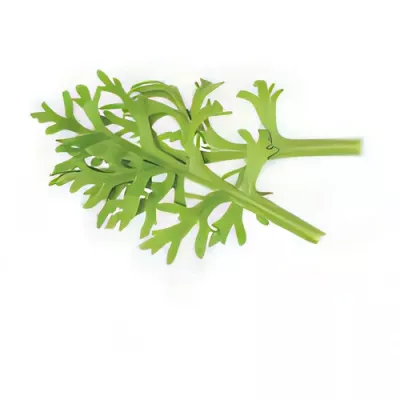 Kikuna leaves (Chrysanthemum coronarium)