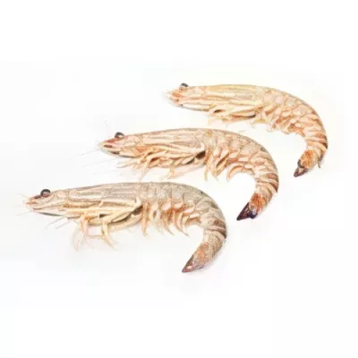 Mazzancolle Prawn "I"