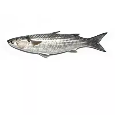 Lagoon Mullet