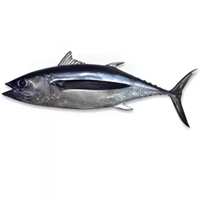 Albacore Tuna