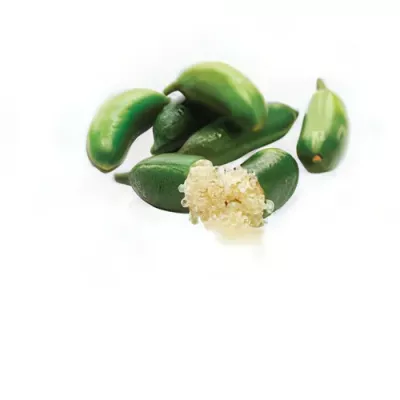 Finger lime (Citrus australasica)