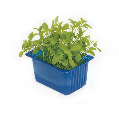 Honny cress (Houttuynia cordata)