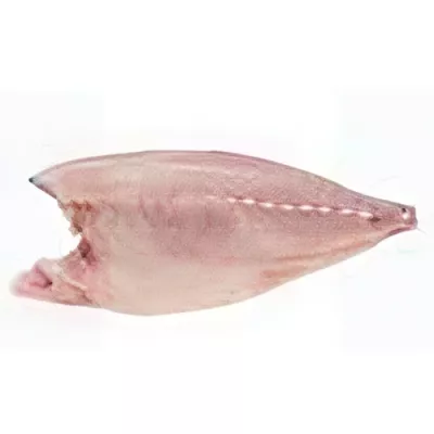 Yellowtail Amberjack Fillet (Seriola lalandi) with collar