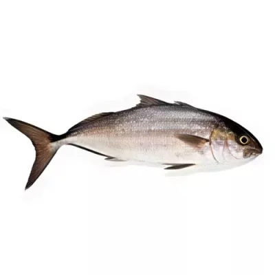 Greater Amberjack