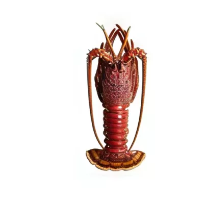 Whole Western Rock Lobster
