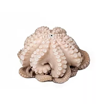 Curled Octopus