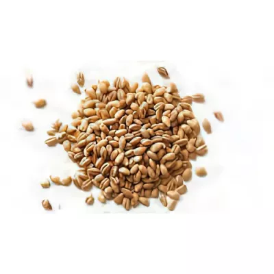 Semi-wholemeal spelt (Triticum spelta)
