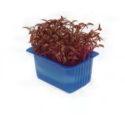 Scarlet cress (Brassica selection)