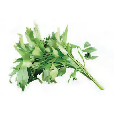Lovage (Levisticum officinale)