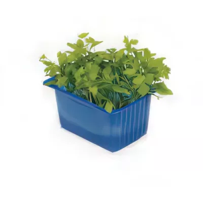 Parsley cress (Petroselinum crispum shoots)