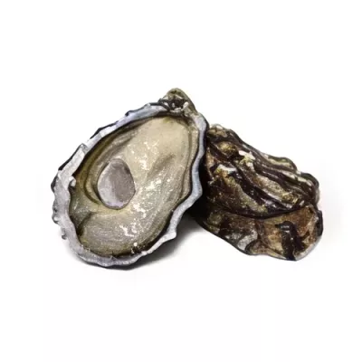Spéciale de Claire Ancelin Oyster "4"