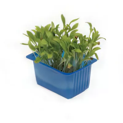 Ghoa cress (Curcuma spp. shoots)