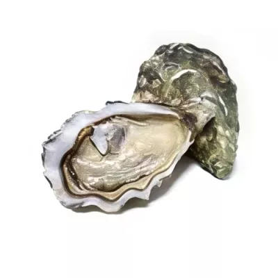 Spéciale Gillardeau Oyster "3"
