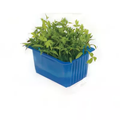 Motti cress (Sanguisorba minor shoots)