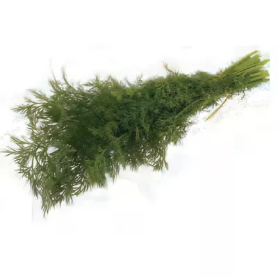 Dill (Anethum graveolens)
