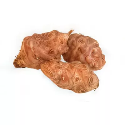 Jerusalem artichoke (Helianthus tuberosus)