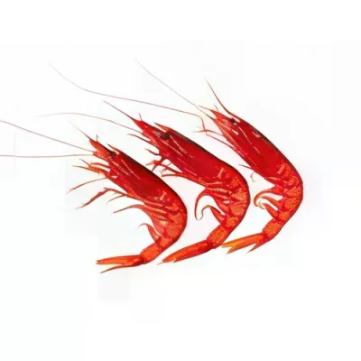 Red Prawn "IV"