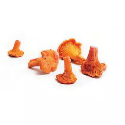 Chanterelle mushrooms (Cantharellus cibarius)